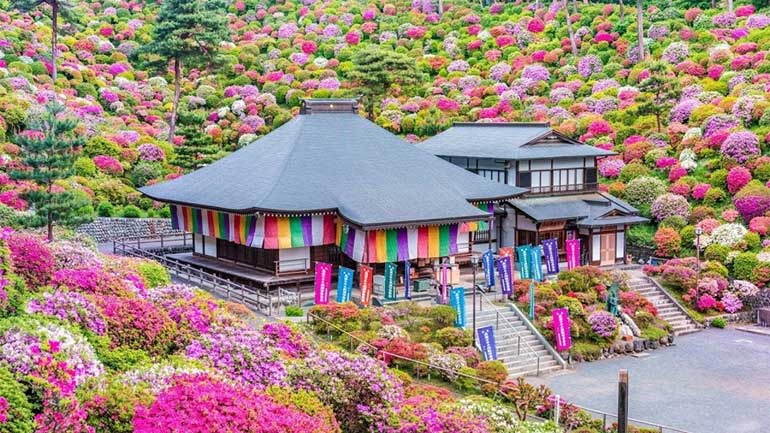 สวยงาม วัดอายุ 1,300 ปีในญี่ปุ่น ที่เต็มไปด้วยพุ่มดอกกุหลาบพันปีนับหมื่น