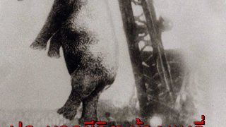 ช้างผู้โดนโทษประหาร เพราะไม่สามารถใช้ชีวิตแบบที่มนุษย์&rdquo;ต้องการ&rdquo;