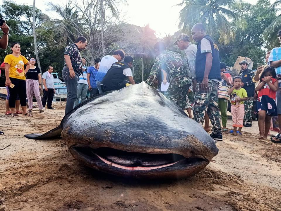 เปิดสาเหตุพบ ฉลามวาฬยักษ์หนัก2ตันลอยทะเล