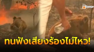 นาทีชีวิต &ldquo;โคอาลาน้อย&rdquo; ถูกไฟคลอกเกือบทั้งตัว ร้องโหยหวนด้วยความเจ็บปวด