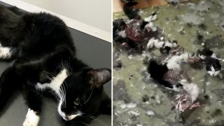 น่าเศร้ามาก! แม่แมวผู้หิวโหยถูกบังคับให้กินซากของลูกๆ หลังถูกเจ้าของทอดทิ้งให้อดตายอย่างโหดร้าย