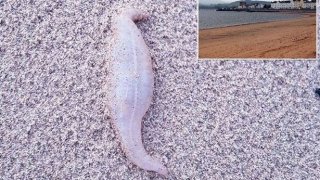 ชาวบ้านในอังกฤษสุดงง! พบสิ่งมีชีวิตประหลาดรูปร่างคล้ายองคชาติหลายร้อยตัวบนชายหาดชื่อดัง