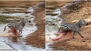 เผยช่วงเวลาที่น่าสยดสยอง เมื่อม้าลายถูกจระเข้โจมตีในแม่น้ำ ก่อนจะหลบหนีอย่างกล้าหาญ เพียงเพื่อจะตายในไม่กี่วินาทีต่อมา