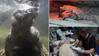 จระเข้คู่รักอาศัยร่วมกันแต่ไม่มีลูกนานเกือบ 50 ปี ก่อนหมอพบสาเหตุเพราะ &lsquo;น้องชาย&rsquo; มีขนาดเล็กเกินไป