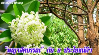 "ต้นตีนเป็ด" หรือ "พญาสัตบรรณ" กับ 6 ประโยชน์ดีๆ ต่อสุขภาพ