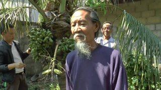 ฮือฮาต้นมะพร้าวออกลูกเหมือนมะละกอกว่า 500 ลูก (มีคลิป)