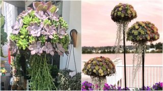 ไอเดียเก๋ๆ เปลี่ยนสวนธรรมดาๆ ให้กลายเป็นแมงกะพรุนต้นไม้ที่สวยงาม