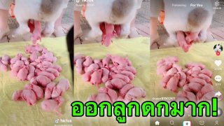 (คลิป)สุดทึ่ง! กระต่ายออกลูกสดๆ ดกมาก ทีเดียวหลายสิบตัว!