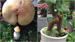 ธรรมชาติ คือ ศิลปินขี้เล่น ผลงานชิ้นเอกเหล่านี้ จะสร้างรอยยิ้มให้คุณ!