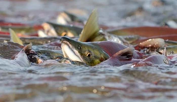 เมื่อ sockeye วิ่งพล่านแม่น้ำเป็นจำนวนมากปลาจะผลักกันออกจากน้ำ / n เขต Kamchatka Sanctuary <> <> Oncorhynchus nerka; เขตรักษาพันธุ์ Kamchatka ใต้; Kamchatka; ทะเลสาบคูริล แวววาว; แซลมอน; วางไข่
