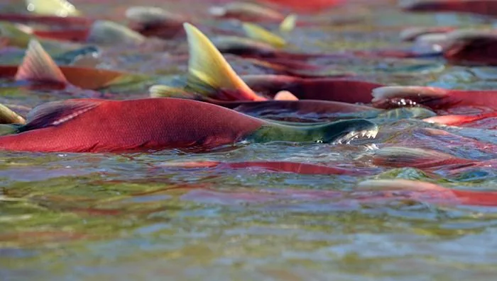 Sockeye วางไข่ในแม่น้ำ / เขตรักษาพันธุ์ใต้ Kamchatka <> <> Oncorhynchus nerka; เขตรักษาพันธุ์ Kamchatka ใต้; Kamchatka; ทะเลสาบคูริล แวววาว; แซลมอน; วางไข่
