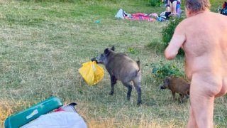 แชร์ประสบการณ์ความอัปยศ ของชายเปลือยกายที่ต้องวิ่งไล่ตามเจ้าหมูป่าหัวขโมย!