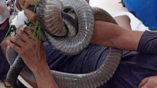 สุดระทึก ชายถูกงูจงอางกัด เลยพกงูมาให้หมอดูตัวเป็นๆ จะได้แก้พิษได้ถูกชนิด