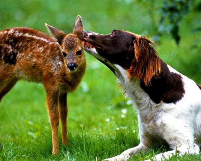 สัตว์เหล่านี้รู้วิธีแสดงความรัก!