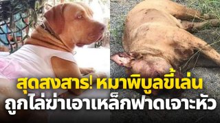 สุดสงสาร! "เซฟซี่" หมาพิบูลขี้เล่น ถูกไล่ฆ่าเอาเหล็กฟาดเจาะหัว ตายคาที่ คนร้าย ประกาศลั่น "จะแจ้งความก็แจ้งไปเลย กูไม่กลัว"