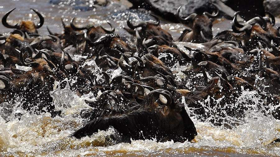 การอพยพของสัตว์ครั้งใหญ่ ยังคงเกิดขึ้นใน Maasai Mara