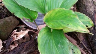 กระชายดำ..ดียังไงนะ