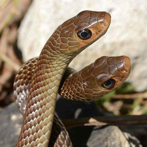 งูไทยน่ารัก(งูสิงตาธรรมดา สิงตาโต)