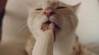 คิดดีไม่ได้เลย...น้องแมวกินกล้วยแบบนี้