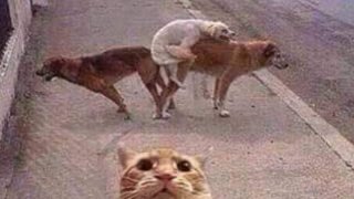 รวมภาพฮาๆ ทะลึ่งๆ..ยามเย็น ขำกุ๊กกกรั๊กก