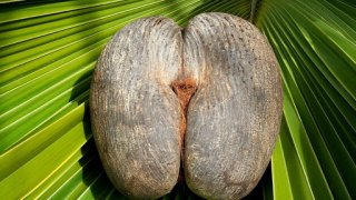 Coco de mer: ผลไม้ต้องห้าม