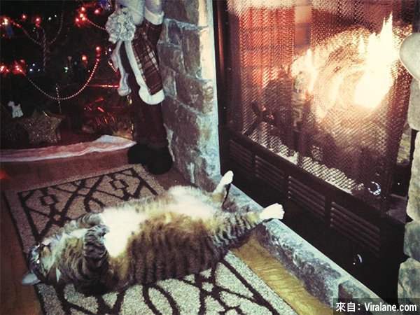 เพราะอากาศมันหนาว ภาพน่ารักเมื่อน้องหมาน้องแมวต้องการความอบอุ่น