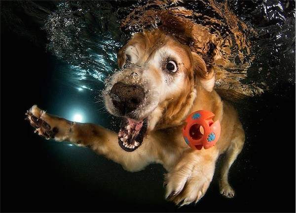 13 ตัว หน้าตาของน้องหมาขณะดำน้ำ มาดูกันว่ามันจะตลกแค่ไหน