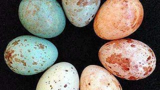 ใครหนอ? ทำตัวเป็นนกกาเหว่า ที่ชอบเอาเปรียบนกชนิดอื่น