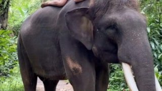 นางแบบดังถูกถล่มยับ หลังสลัดผ้าถ่ายรูปกับช้างใกล้สูญพันธุ์