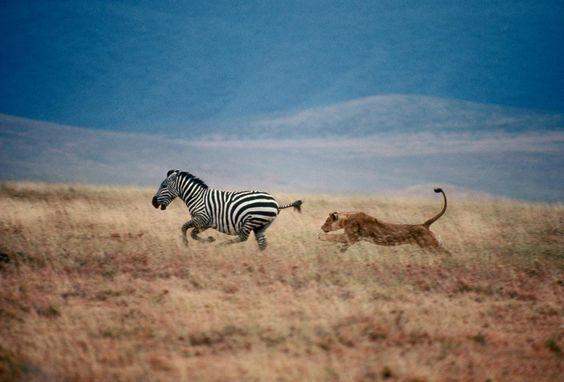 10 ภาพ ช่วงเวลาชีวิต สัตว์ล่าสัตว์ในแอฟริกา