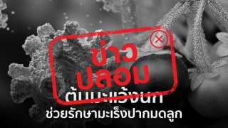 ข่าวปลอม ‼️ ต้นมะแว้งนก ช่วยรักษามะเร็งปากมดลูก