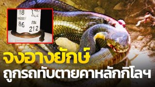 อย่าหาว่าใบ้หวยเลยนะ .! จงอางยักษ์ ถูกรถทับตายคาหลักกิโลฯ