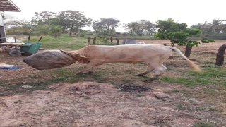 รวมภาพตลกๆ ขำๆ คลายเครียดยามเย็น