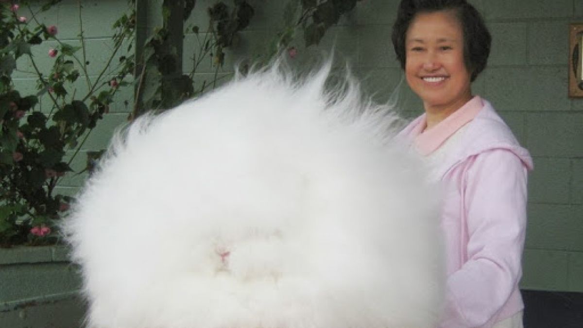 Agia Rabbit Angora Rabbit: กระต่ายที่ขนฟูที่สุดในโลก