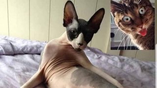 เฮฮา ตลกๆ ยามเช้า