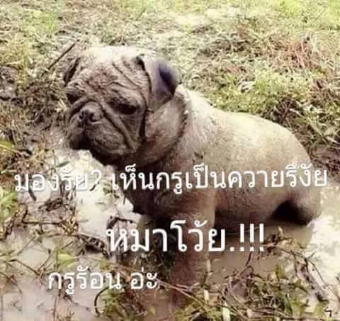 ภาพฮาๆ ตลกๆ เช้าสดใส