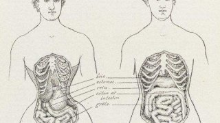 เห็นภาพแล้วน่ากลัว เอวเล็ก ใส่คอดกิ่ว ทำตับไตไส้พุงเคลื่อน