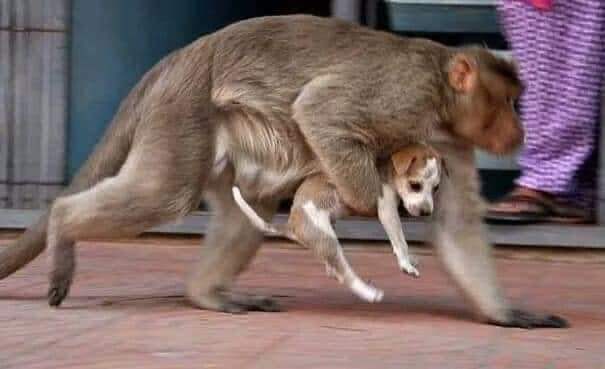 ภาพการแย่งชิงอาหารระหว่างแม่ลิงกับ สุนัขตัวผู้