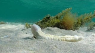 นักดำน้ำสาวถึงกับอึ้ง หลังพบสิ่งมีชีวิตคล้ายอวัยวะเพศชายที่ก้นสมุทรของออสเตรเลีย