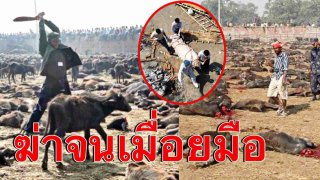 สลด! เนปาล จัดงานฆ่าควายนับแสน ขอพรเทพเจ้าช่วยพ้นภัยโควิด เพชรฆาตอินจัดง้างสุดแรง!
