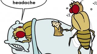 แมลงหวี่ตัวผู้จะไปกินเหล้า หากตัวเมียไม่ยอมมีเซ็กส์