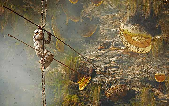 ไต่หน้าผาล่ารังผึ้งยักษ์หิมาลัยภารกิจเสี่ยงตายสุดท้าทายของชาวเขาเนปาล