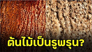 สาวตกใจ กลับถึงบ้าน เจอต้นไม้เป็นรูพรุนเต็มไปหมด ใครมาใช้ปืนยืงเป็นเป้านะ