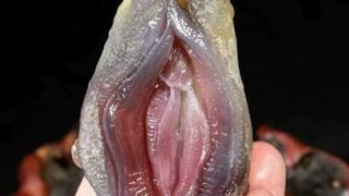 ทำไมเขาถึงเรียกว่าหอย