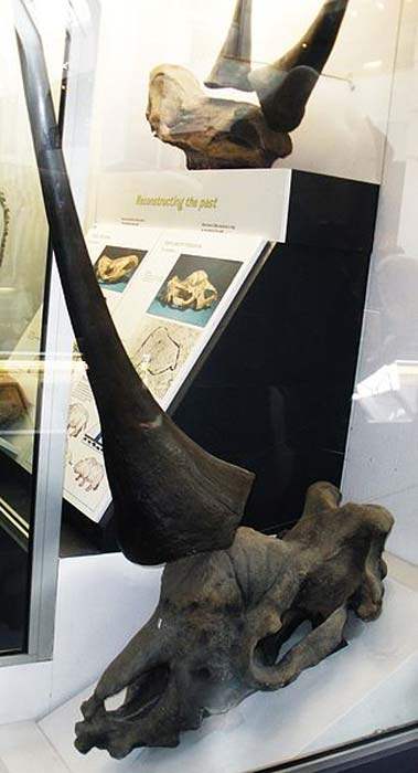 เปิดโลกตำนาน!! “แรดขนดึกดำบรรพ์” ยูนิคอร์นแห่งไซบีเรีย อายุ 30,000 ปี