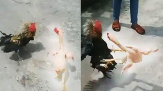 เมื่อน้องไก่ หลุดออกมาจากตู้ข้าวมันไก่ มาเจอคู่ปรับเก่า