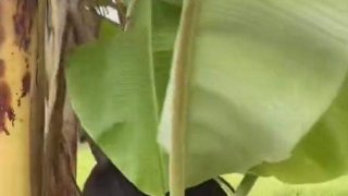 เมื่อมีคนถามว่า "ถูกหวยไหม" ล่าสุด แม่ตานีเข้า ICU