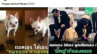 ปวินเทียบ หมูหยอง หมาที่เลี้ยงกับ ผู้นำ ตอนใส่รองเท้า