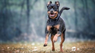 หญิงวัย 29 ปี ถูกกล่าวหาว่ามีเพศสัมพันธ์กับสุนัขร็อตไวเลอร์ที่บ้าน ขณะนี้รอขึ้นศาล