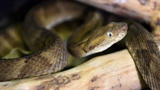 เกาะที่อันตรายที่สุดในโลก ที่มีงูทั้งเกาะ มนุษย์กินเนื้อ และขยะนิวเคลียร์